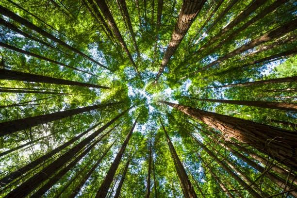 Napoli, Roma e Torino: 4 mappe per scegliere dove servono gli alberi