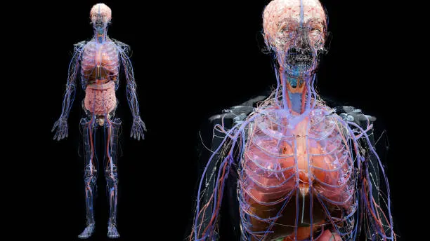 Nasce il Google Earth degli organi umani: un atlante 3D esplora il corpo con dettagli senza precedenti