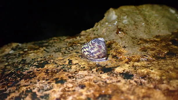 Neanderthal raccoglievano molluschi d'inverno: il dato degli isotopi