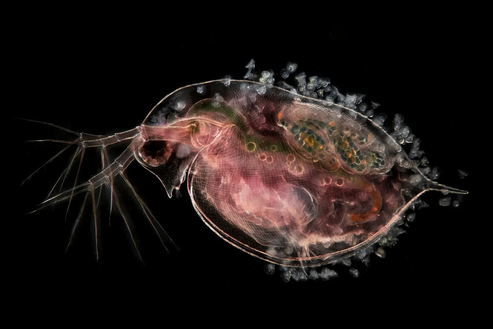 Micromondi Svelati: Un Viaggio Tra Cellule, Spore e Insetti nelle 20 Migliori Foto del Concorso Nikon Small World 2025