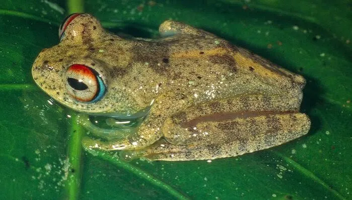 Nuove specie di rane diamante: nascono già sull'orlo dell'estinzione