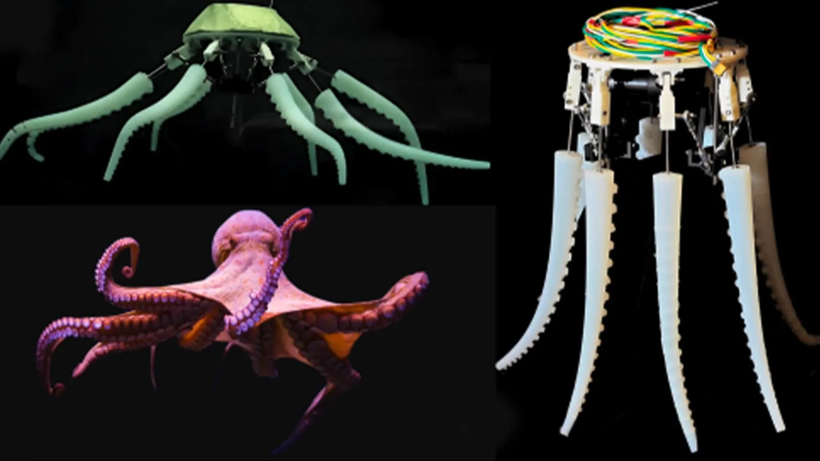 Tentacoli del polpo: il catalogo segreto che ispira una nuova generazione di robot e neuroscienze