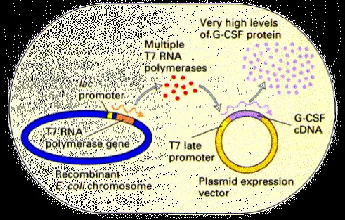 Omnii-1 ridisegna il fago T7: cosa dicono i numeri del primo caso clinico