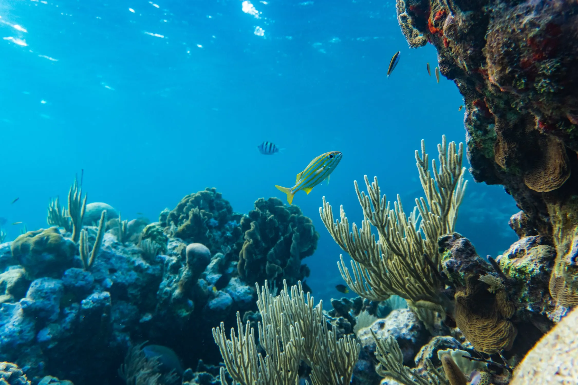 Spedizione Demetra-Biodream: in campo il CNR per salvare le ostriche e i coralli nel Golfo di Napoli e nel Canyon di Bari