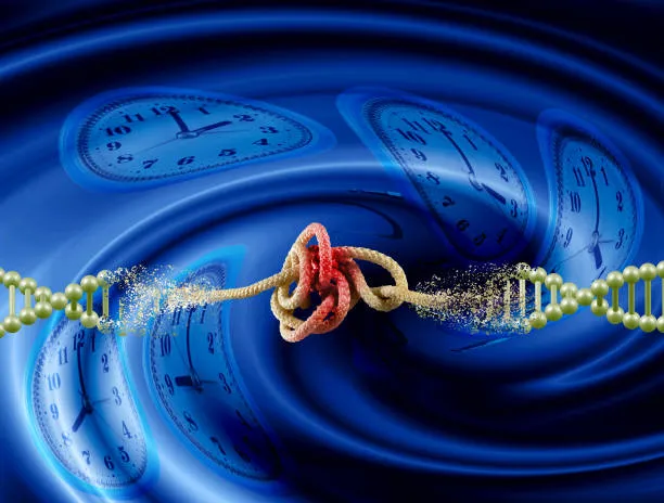 Orologio biologico: nei millennial Usa la corsa è 4 volte più rapida