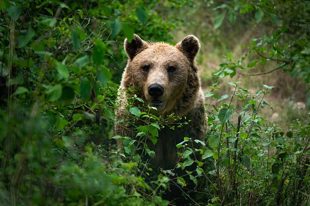 Orsi marsicani meno aggressivi: la convivenza con l’uomo e la selezione naturale negli Appennini