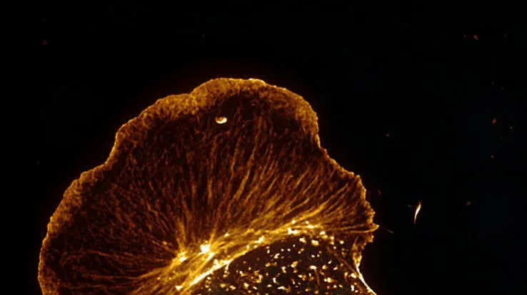 Osservate per la prima volta le cellule vive di un pesce antartico