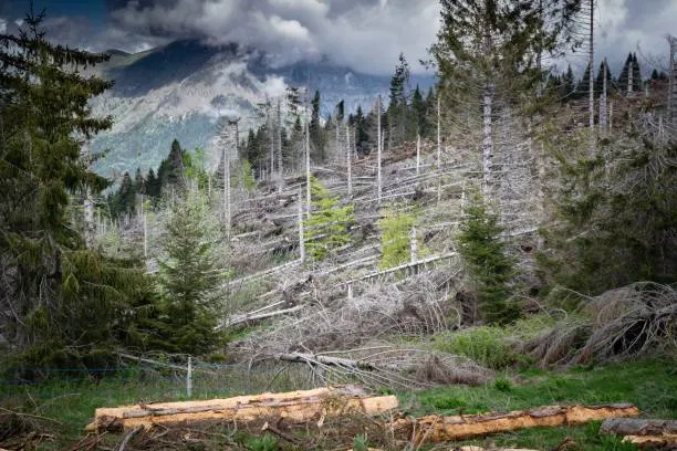 Otto anni dopo Vaia: Serrai di Sottoguda riaperti, bostrico in calo