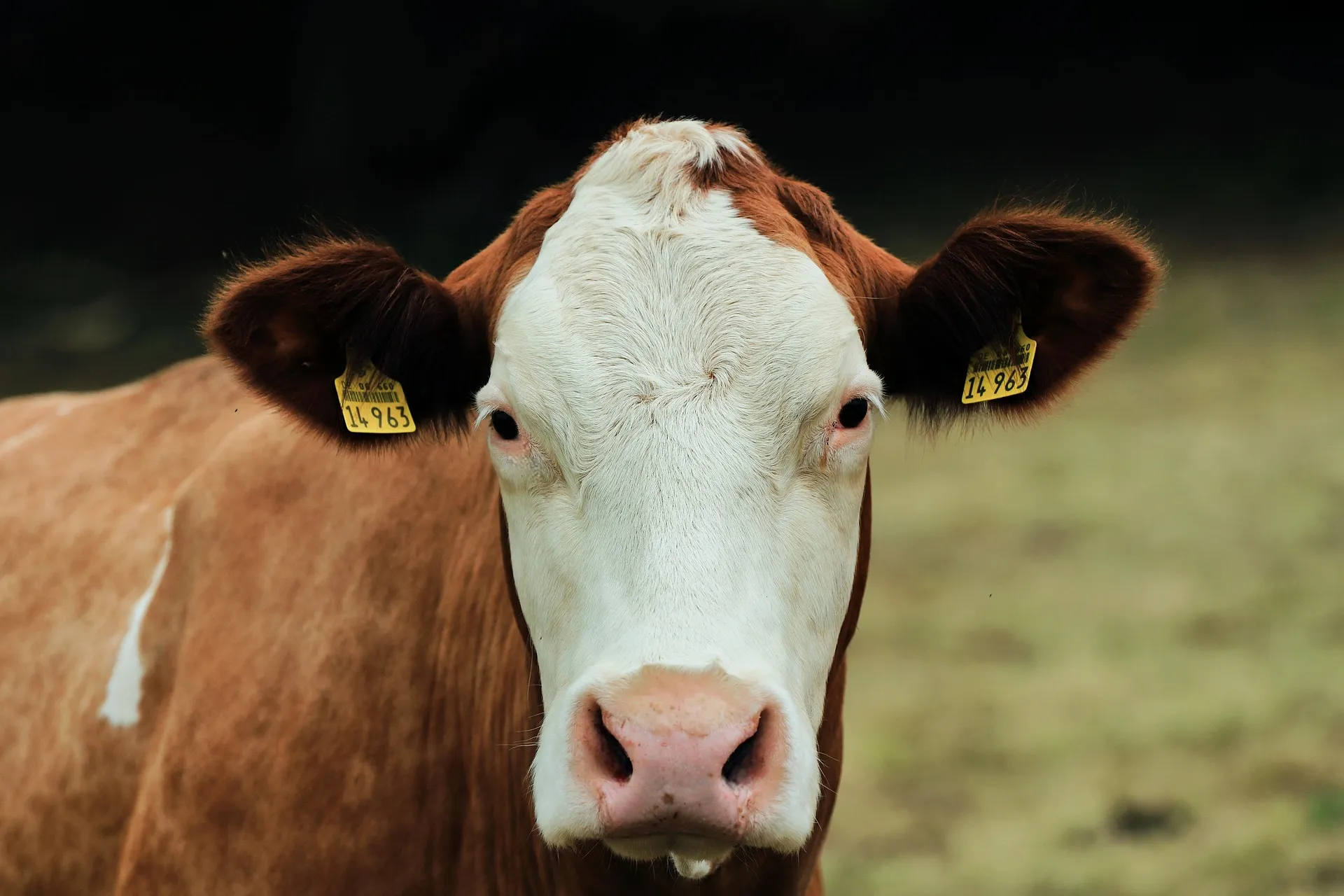 Padania avvelenata: Greenpeace accusa gli allevamenti intensivi