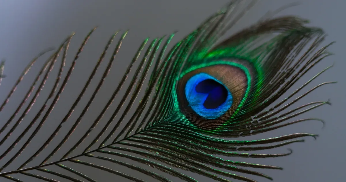 Dalle piume di pavone al laser: una scoperta rivoluzionaria nella tecnologia della luce