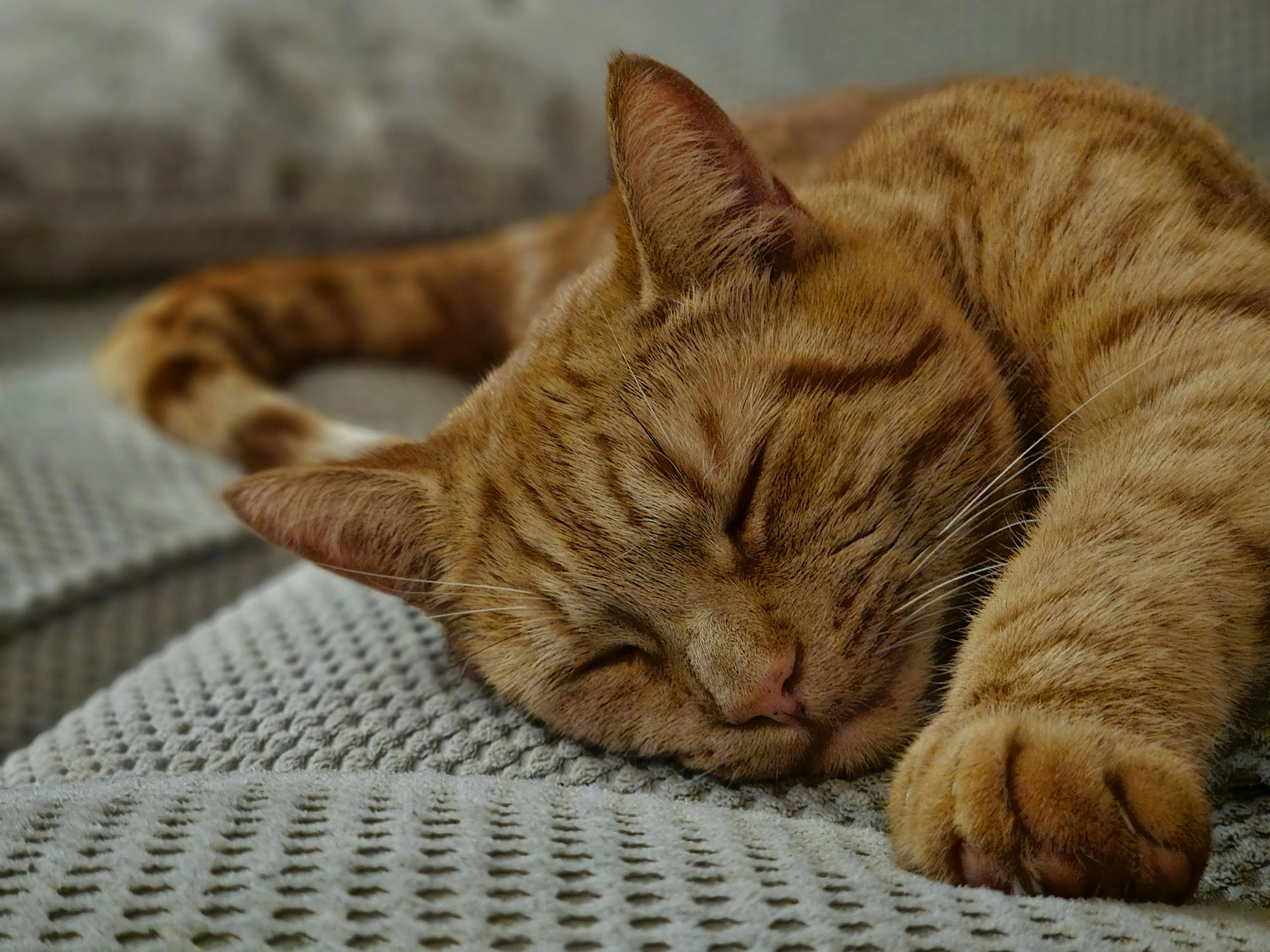 Pet Day, su Deliveroo il gatto batte il cane: ordini doppi per i felini di casa