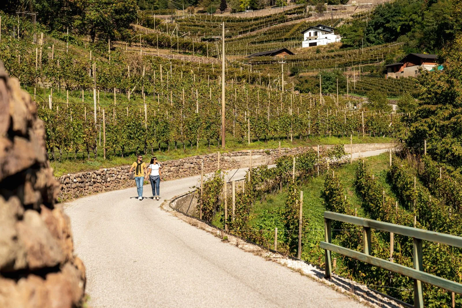 Dolo-Vini-Miti: La Verticalità del Vino nelle Valli di Cembra e Fiemme tra Cultura, Trekking ed Esperienze Uniche