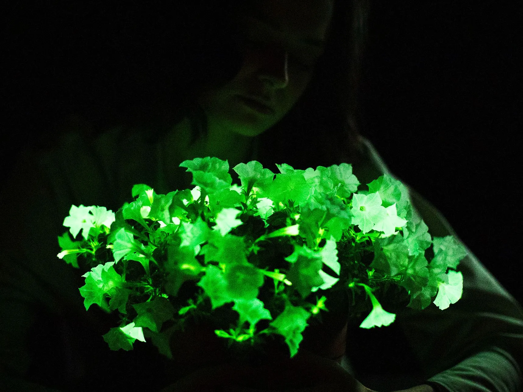 Piante Grasse Luminose: La Rivoluzione delle Piante Fosforescenti in Cina, tra Scienza e Fantascienza