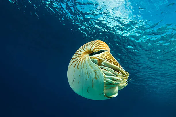 Pohlsepia non era un polpo: ribaltata una delle certezze della paleontologia