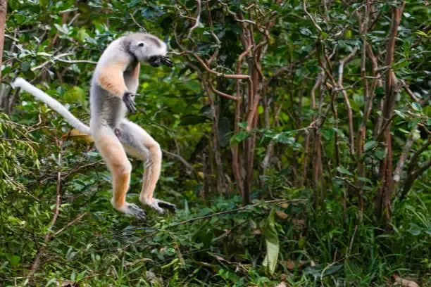 Primati e postura eretta: lo studio sulle discese dagli alberi che ispira la robotica del futuro