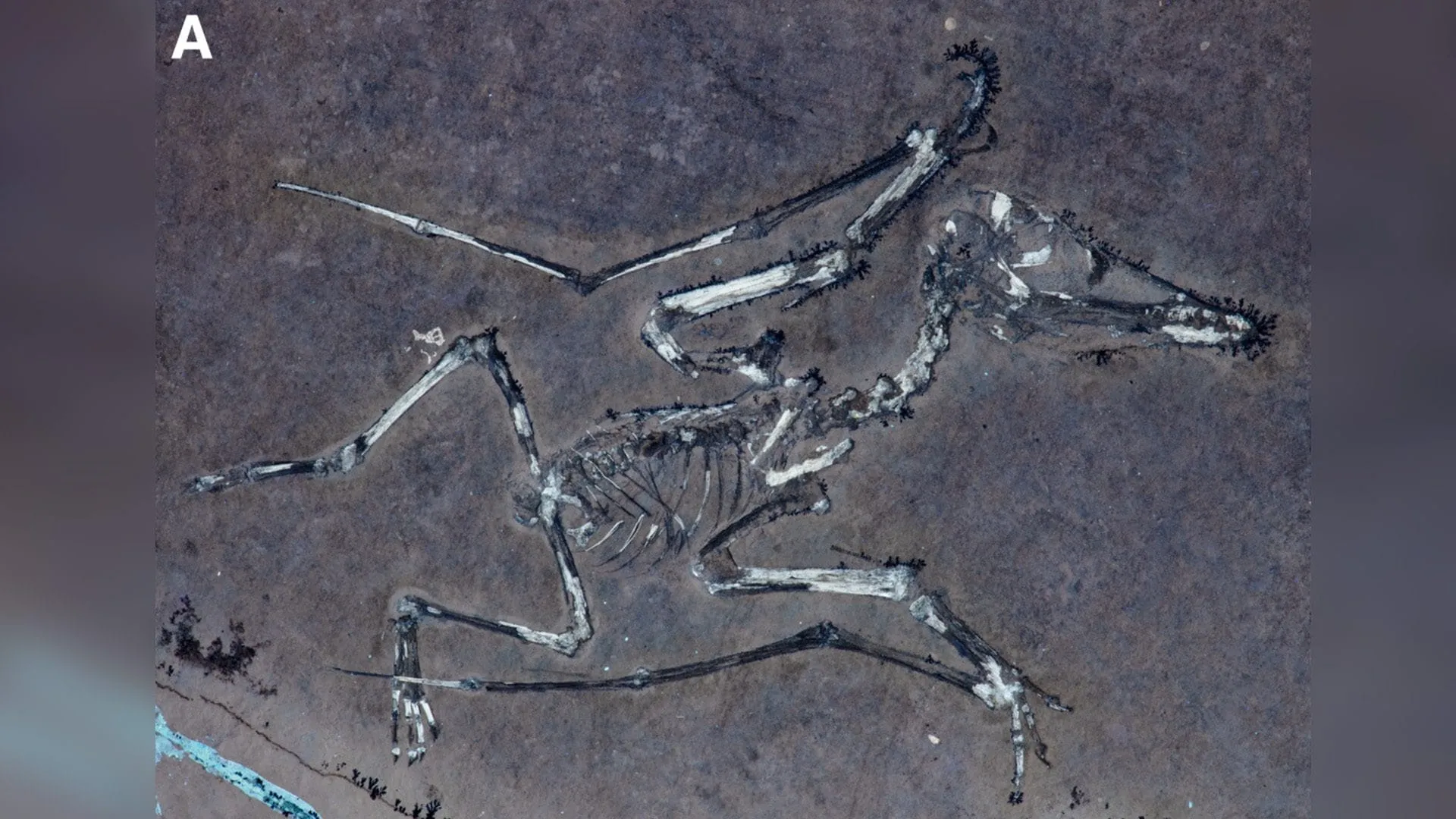 Scoperta eccezionale: Ricostruita la tragica fine di due baby-pterosauri durante una tempesta nel giacimento di Solnhofen