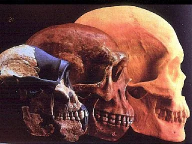 L'evoluzione accelerata del cranio umano: una corsa verso l'intelligenza