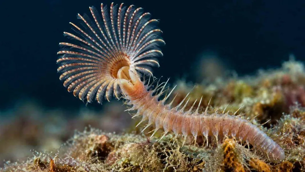 Quattro nuove specie di Myxicola nel Mediterraneo, una dedicata ad Alberto Angela