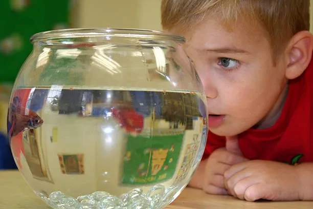 Acquario in Aula: Un Laboratorio Educativo tra Scienza e Vita Acquatica nella Scuola Primaria