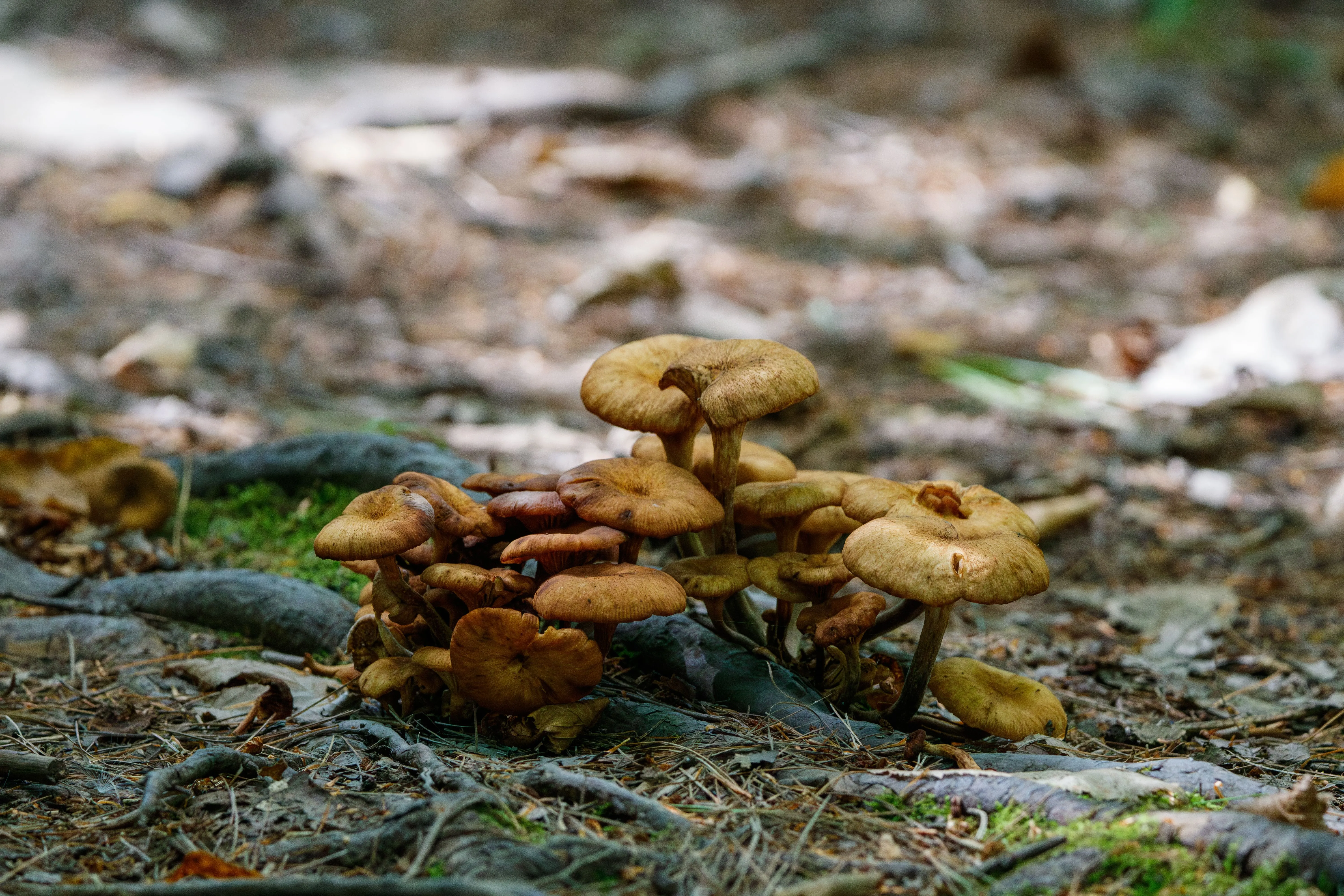 Rete micorrizica: mappata nel 2025 l'immensa rete sotterranea di funghi 