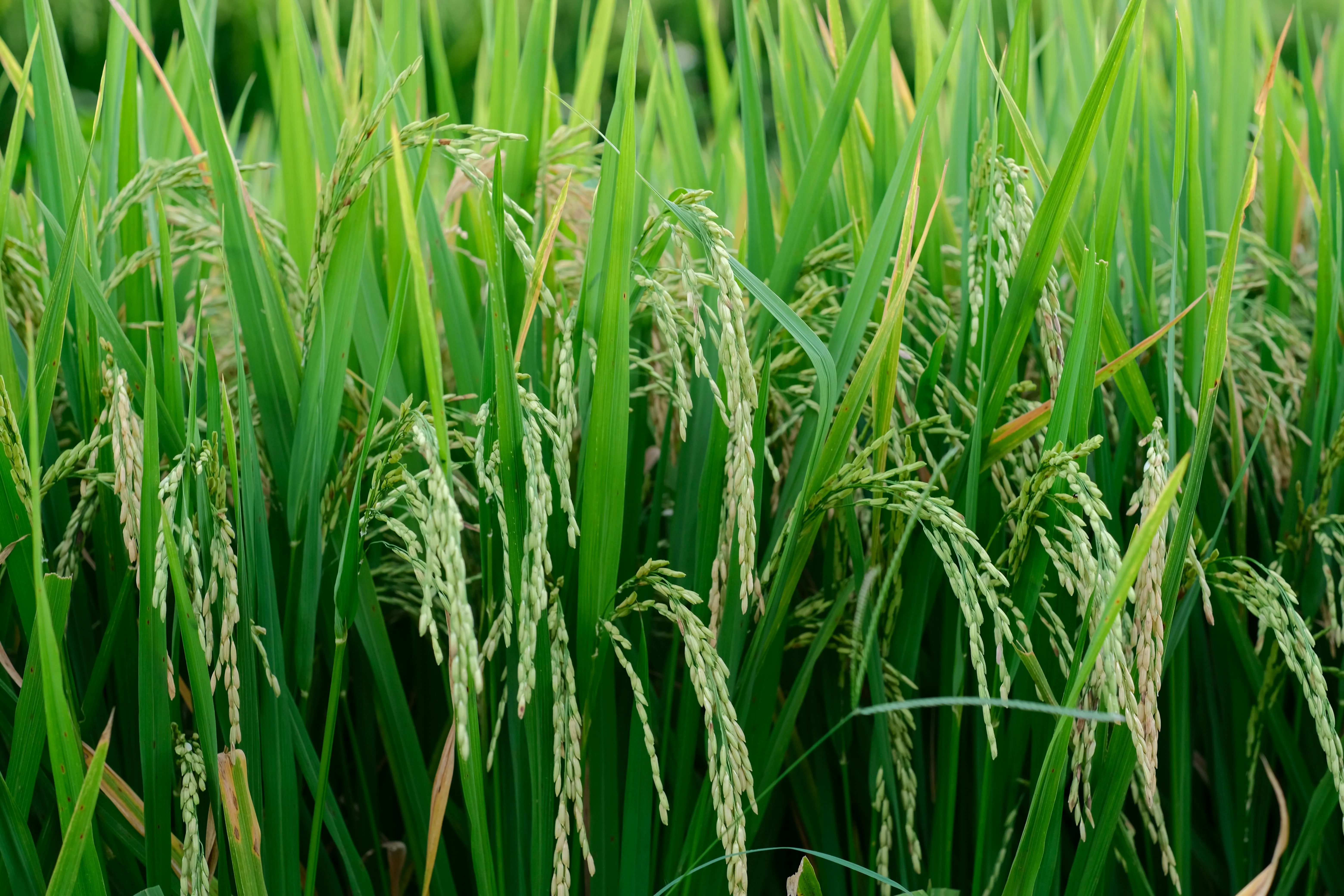 Rivoluzione nel riso: scoperto in Cina il gene Wrinkled1a che aumenta la resa con meno fertilizzanti