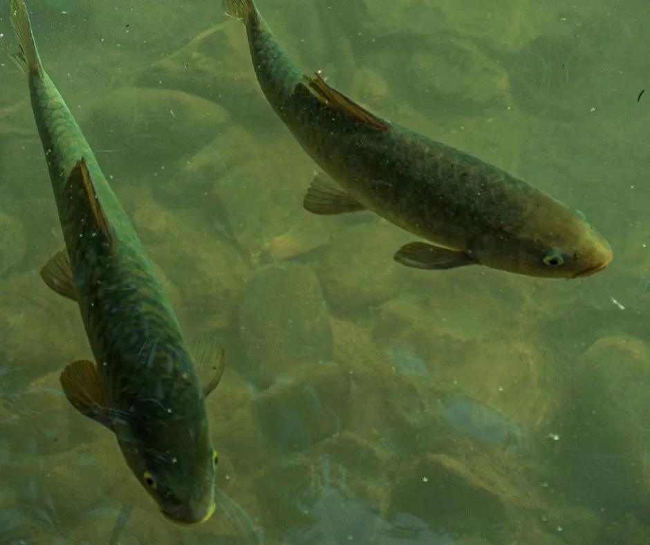 Salmoni alterati dalla cocaina nelle acque reflue: il primo studio in natura conferma effetti profondi sul comportamento