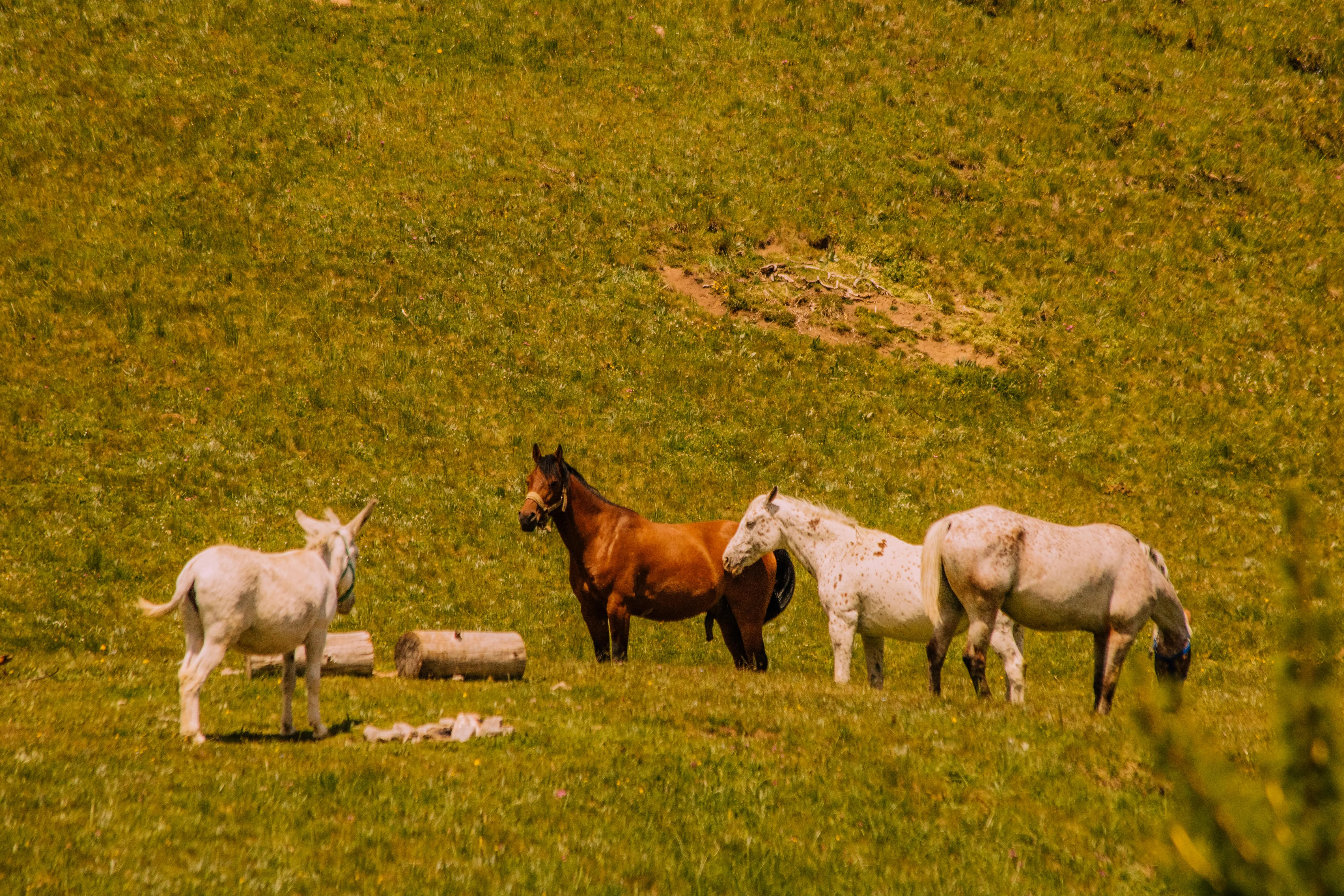Santuari per animali: i rifugi permanenti riconosciuti dalla legge