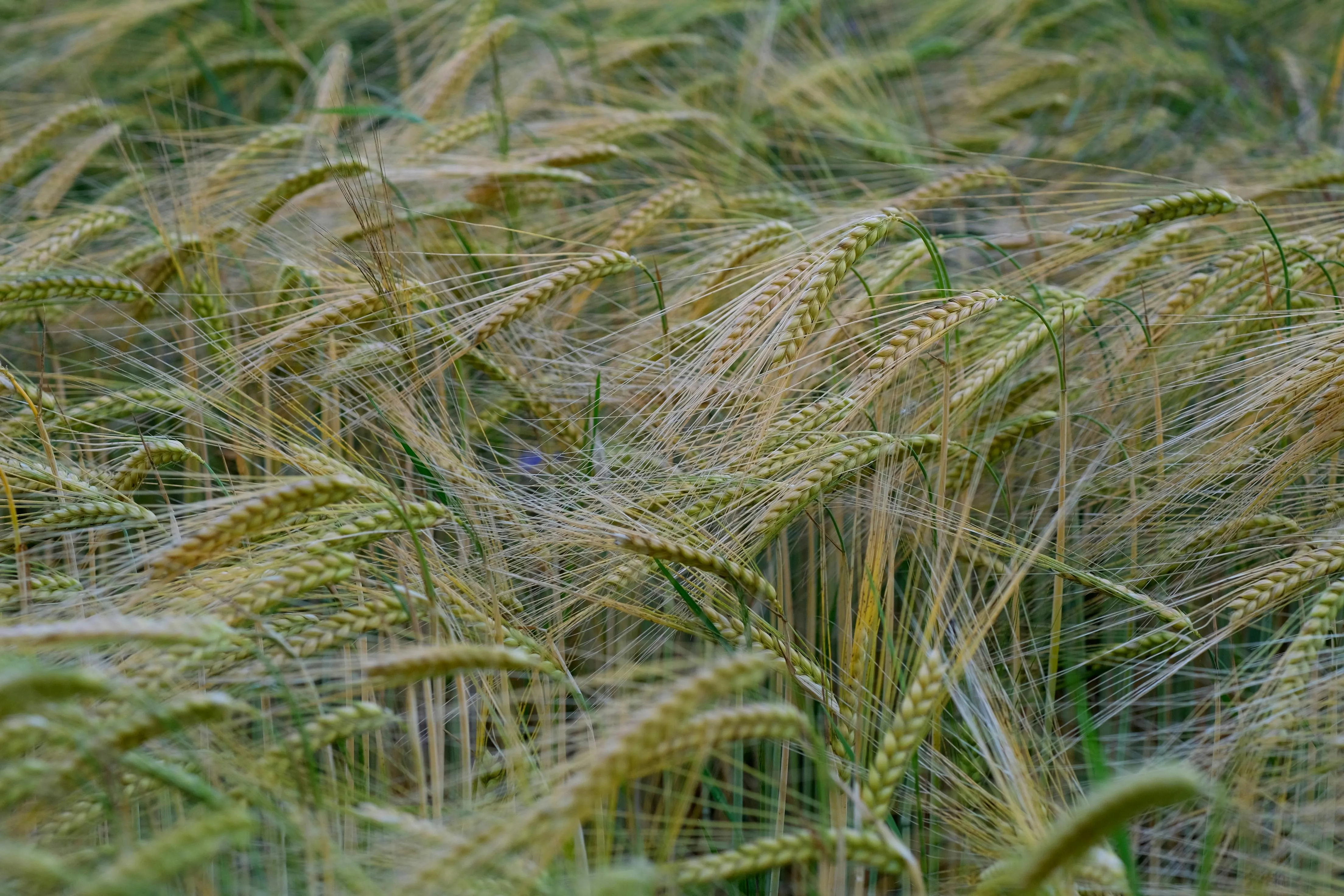 Scoperta Italiana: Geni dell’orzo per la germinazione nei terreni allagati, una nuova prospettiva per l’agricoltura del futuro