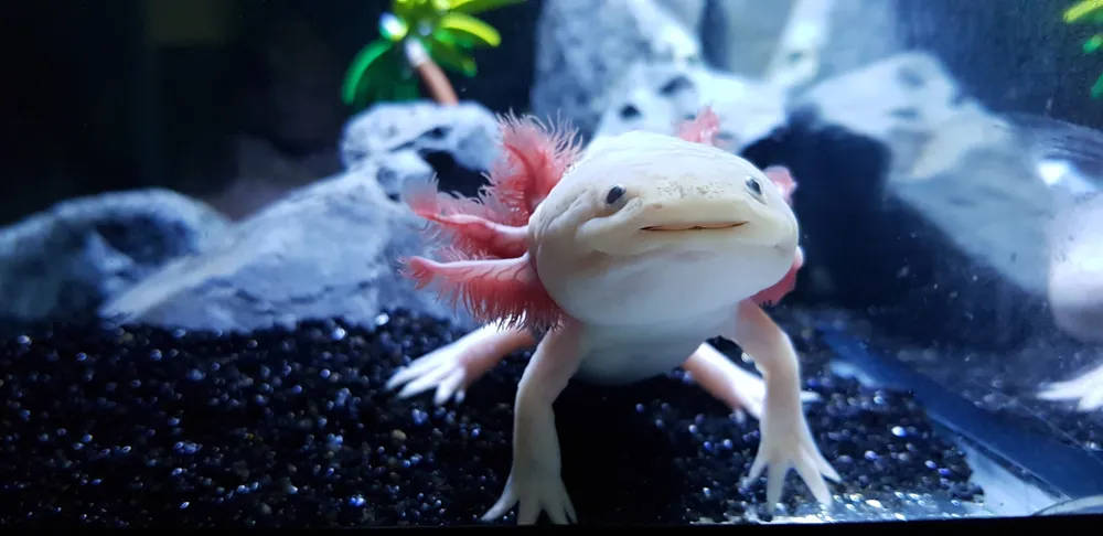 Il sistema nervoso simpatico: la chiave della rigenerazione degli arti scoperta nello studio sull'axolotl
