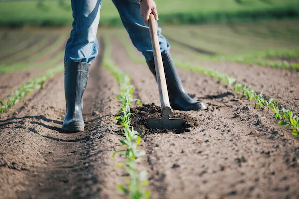 Rete del Lavoro Agricolo di Qualità: Vantaggi, Strategie e Prospettive per le Aziende dopo il Protocollo INPS-Prefettura a Roma