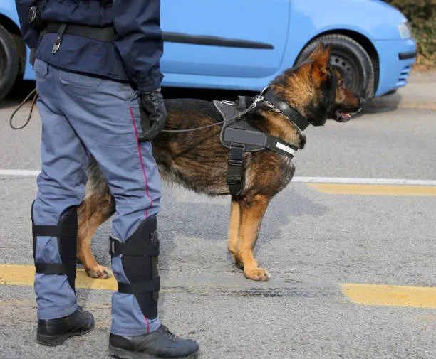 Sicurezza a Scuola: 15enne Denunciato a Brindisi per il Possesso di un Tirapugni Scoperto da un Cane Antidroga