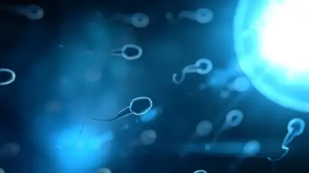 Spermatozoi nello spazio: in microgravità perdono l'orientamento e la fertilità crolla del 30%