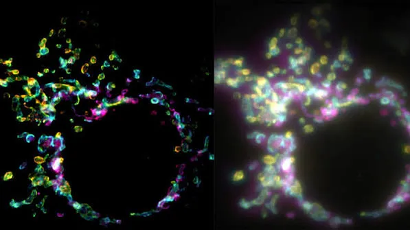 SPIFFI, super-risoluzione in un solo scatto sui microscopi già in uso