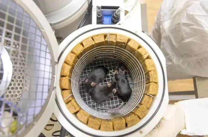 Il mini-zoo russo nello spazio: la missione Bion-M2 parte da Baikonur per studiare gli effetti della microgravità sugli animali