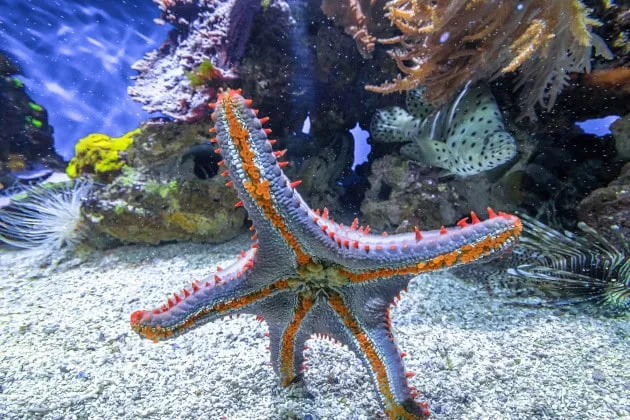 Il batterio killer delle stelle marine: Scoperto il responsabile della morte di 6 miliardi di esemplari