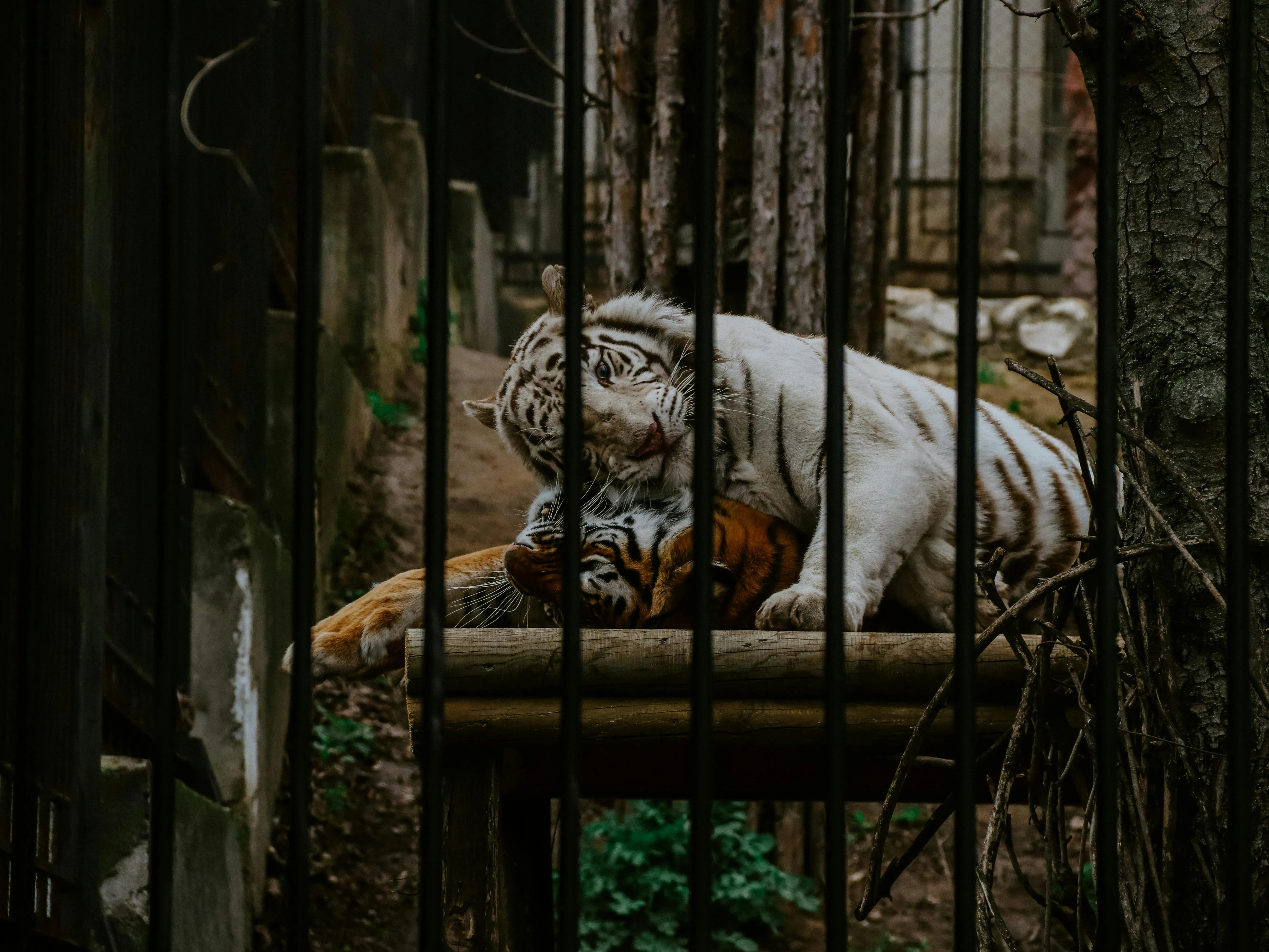 Stop agli animali nei circhi: Taranto vota compatta e sollecita un intervento nazionale