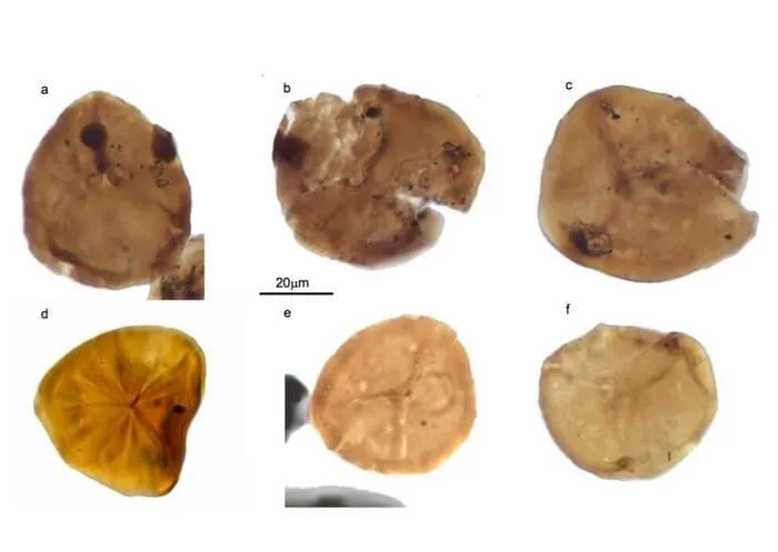 I fossili del Massiccio Dora-Maira: una clamorosa testimonianza delle trasformazioni geologiche nelle Alpi