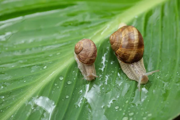 Tesoretto di biodiversità in Sicilia: scoperte sessanta nuove specie di lumache di terra