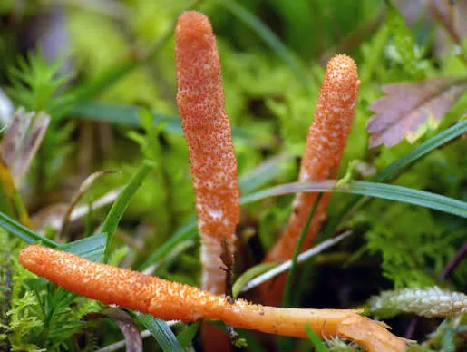 Tessuto vivente da Cordyceps militaris: il salto oltre il mycelium leather