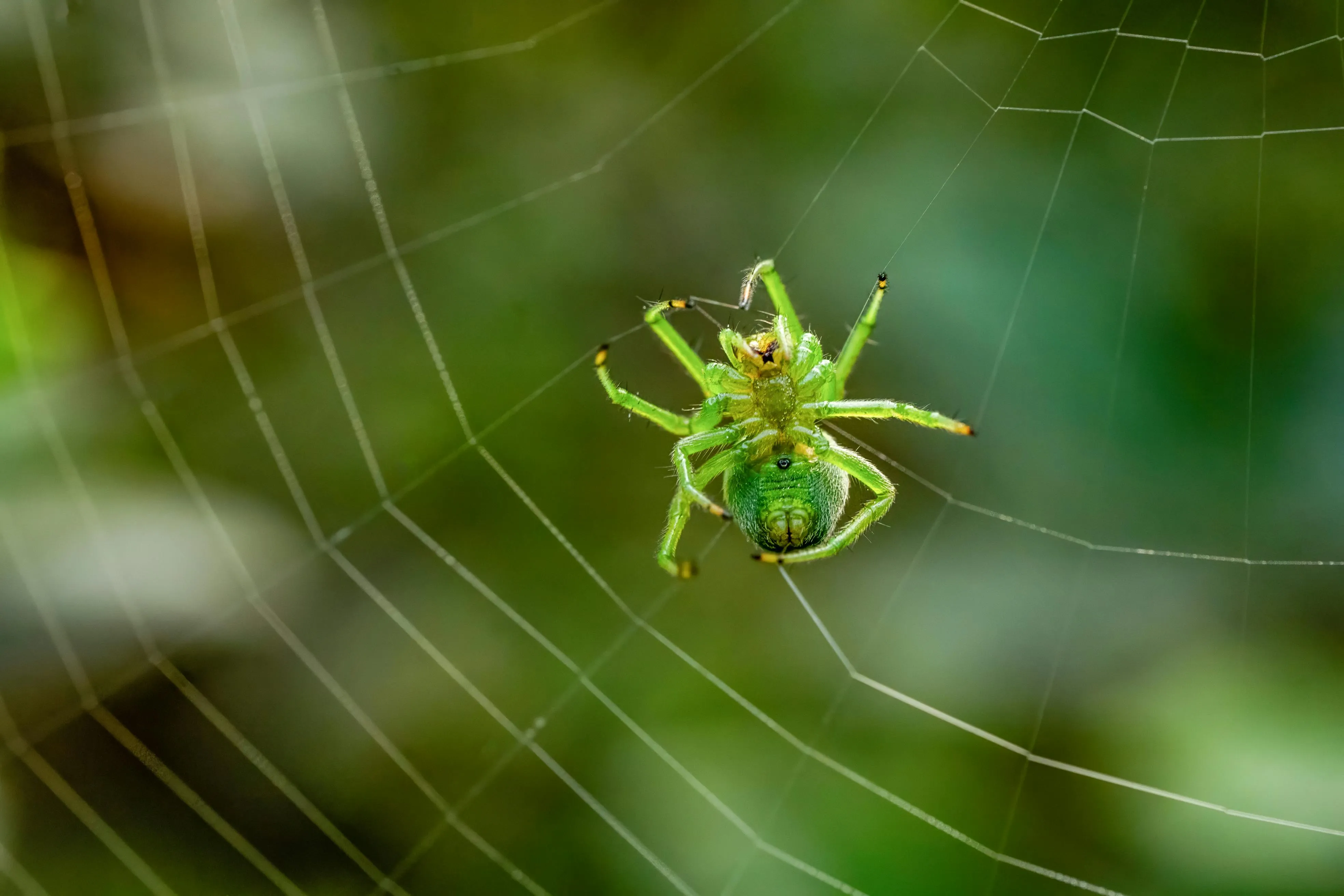 Theridion himalayana: il ragno sorridente che sfida 10.000 km di oceano