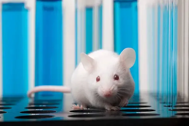 Topi di laboratorio: il 47% ha un Dna che non torna