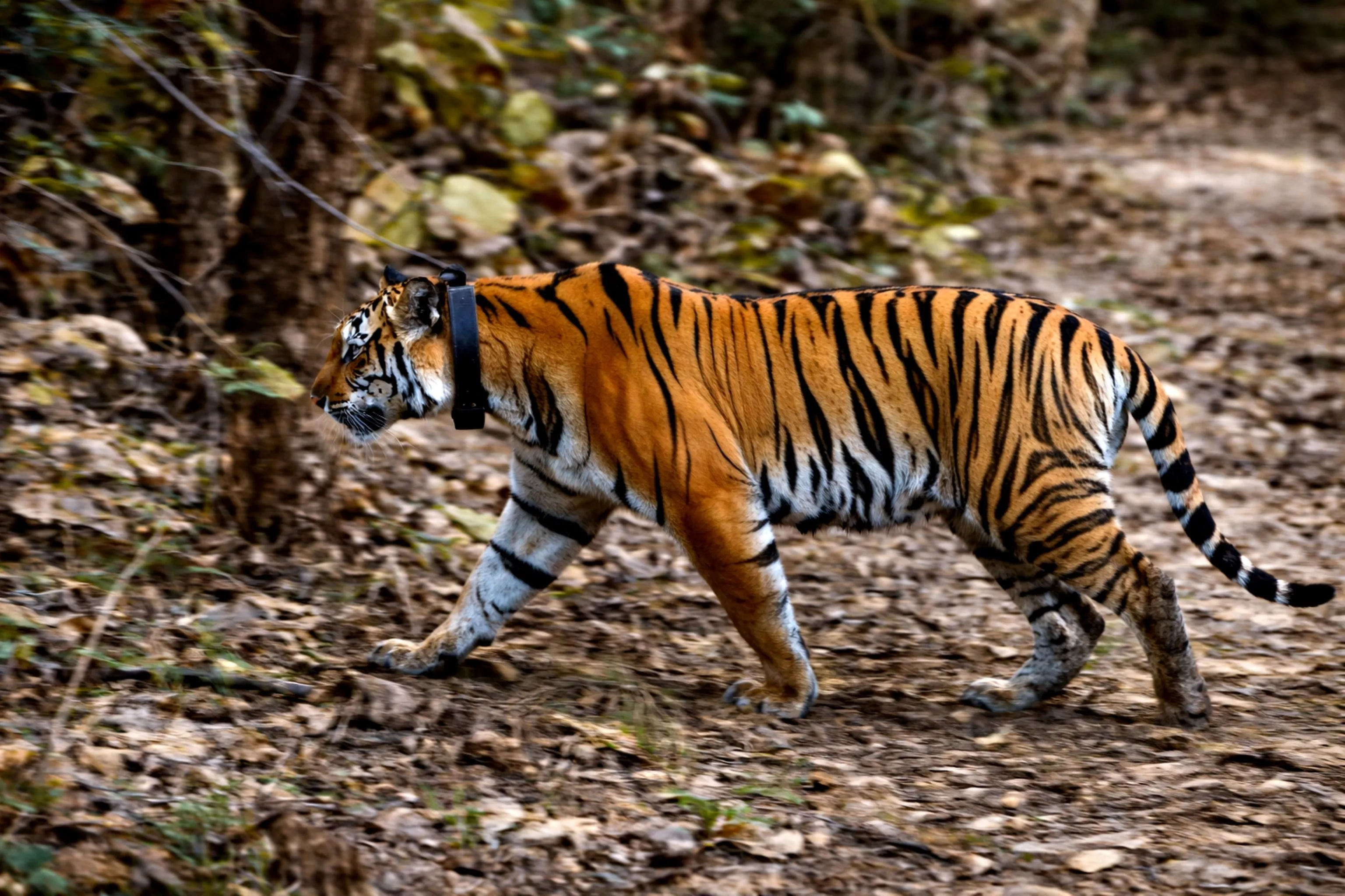 Tracker GPS nella conservazione della fauna: usi, peso massimo, batteria