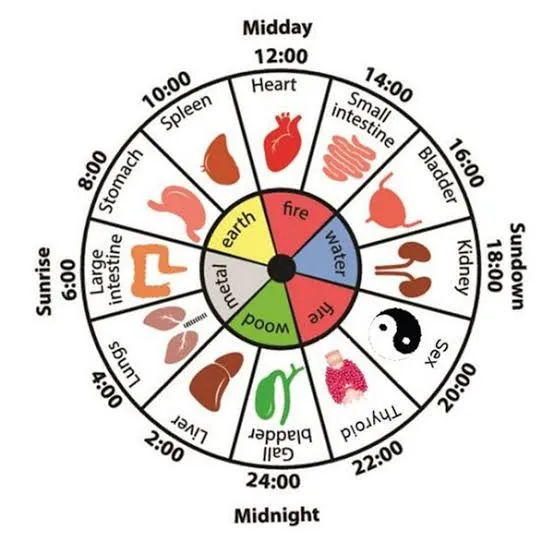 Un orologio biologico per ogni organo letto dal sangue: lo studio