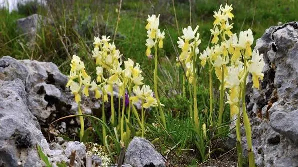 Un quarto delle endemiche italiane è stato scoperto negli ultimi 20 anni