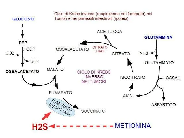 Un secolo di Warburg: il farmaco anti-tumore che accende la glicolisi