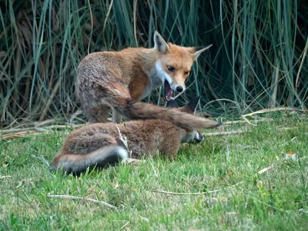Una volpe attacca un cucciolo di lupo: il video senza precedenti dalla tenuta di Castelporziano