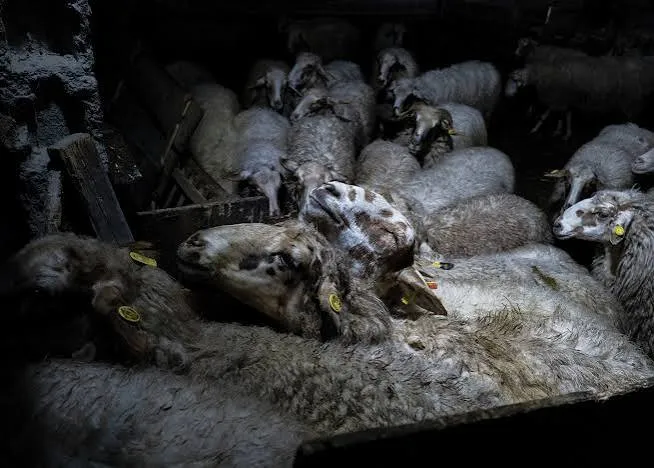 Vaiolo ovino medievale: 10 pergamene su 17 sono di vitello