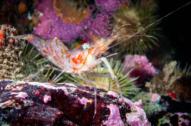 Ventiquattro specie mai viste prima emergono dalle profondità del Pacifico