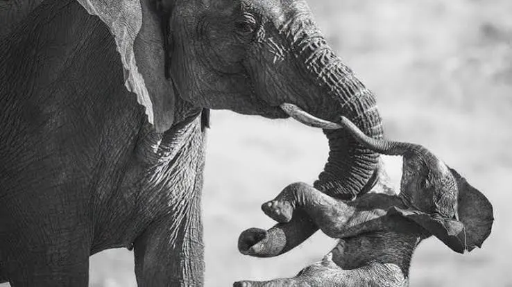 Veronesi vince il Wildlife Photographer: due B&W in 62 anni