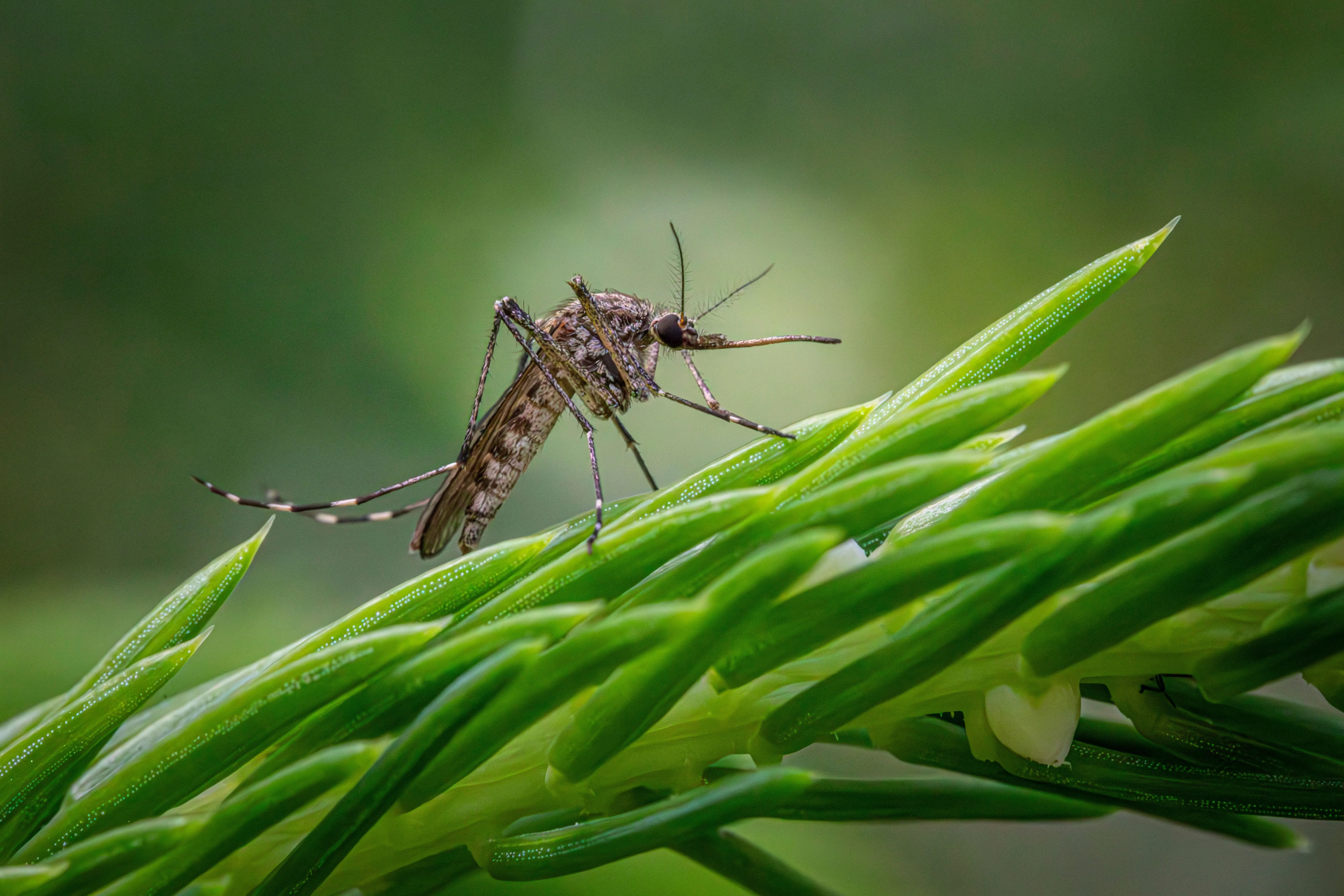 Zanzare sterili Wolbachia: cosa dice la ricerca dietro al progetto Debug